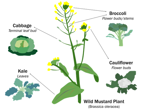 Middle School Biology (3/3): Genetics, Evolution, and Natural Selection